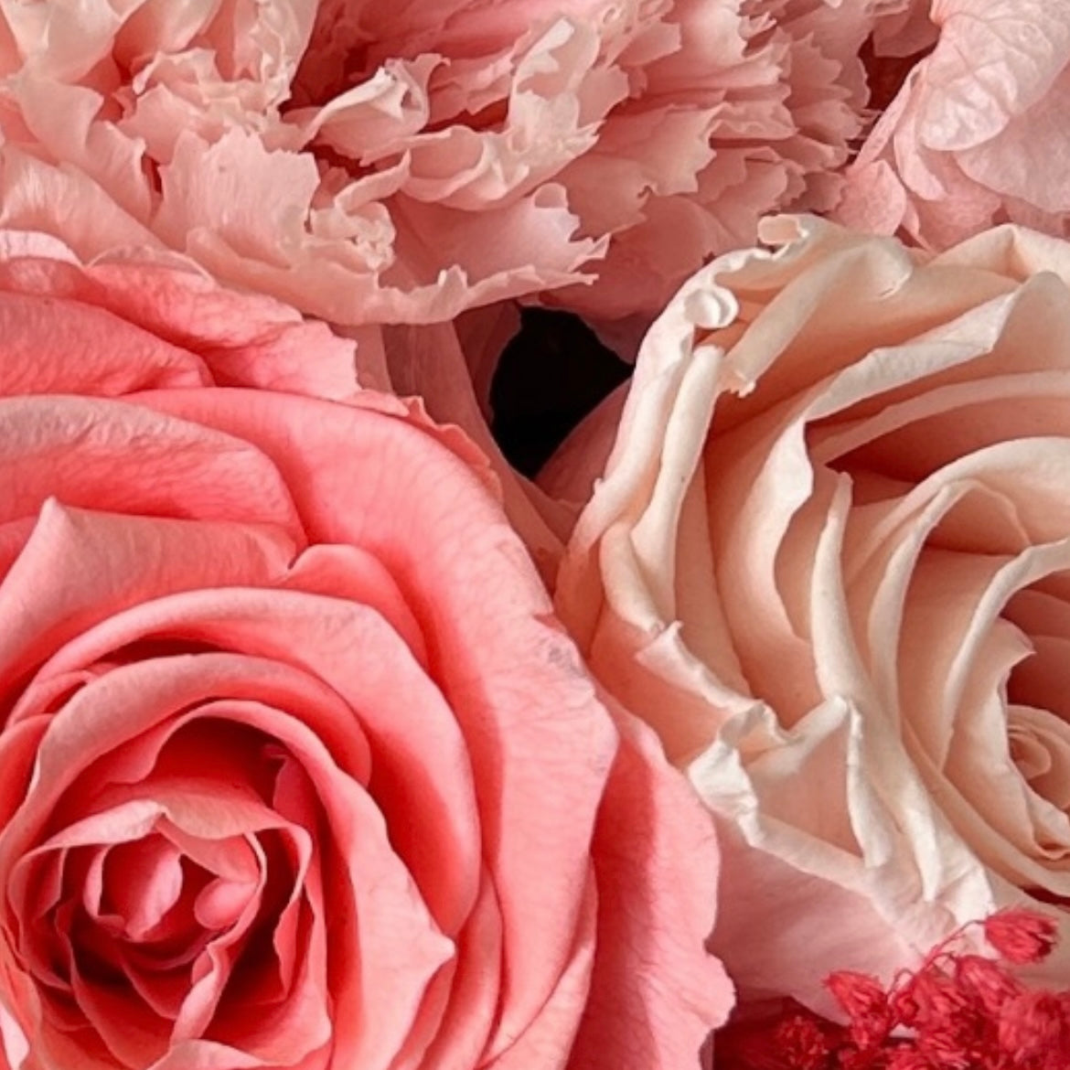 Peach Gratitude-White Eddition