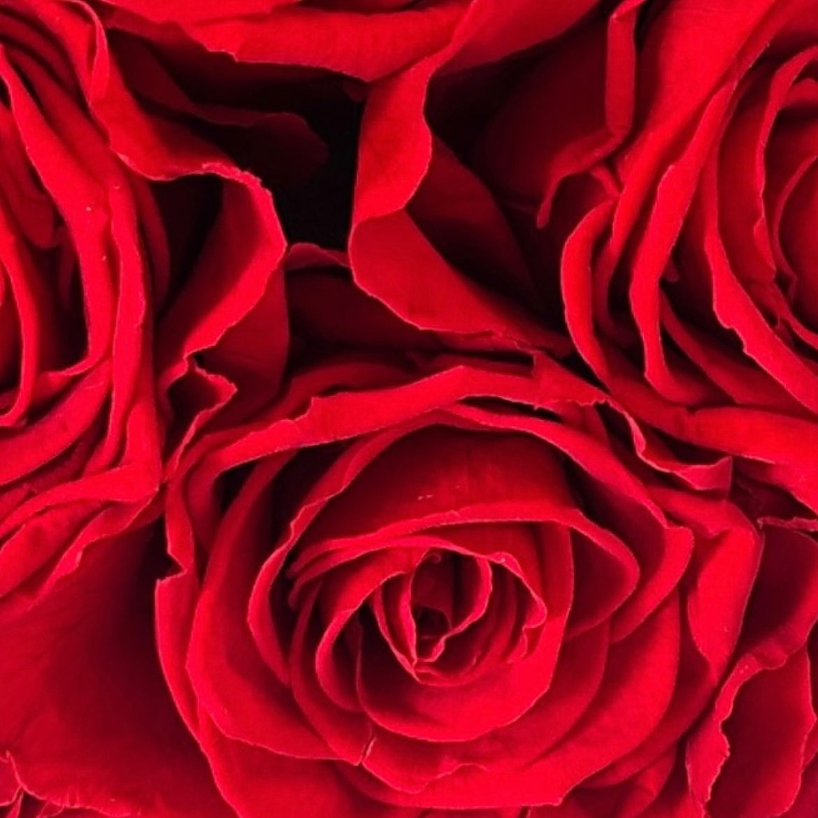 Rosa Roja Eterna - Edición Negra