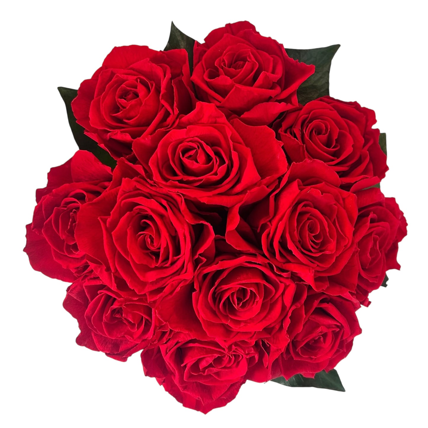 Rosa Roja Eterna - Edición Negra